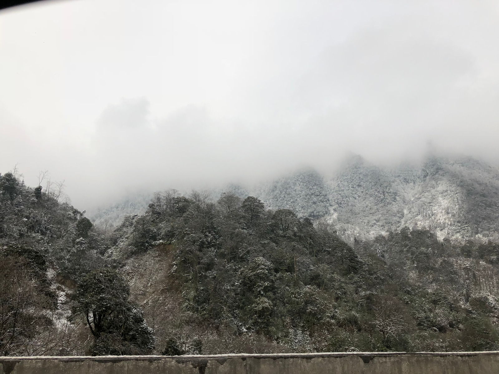 雾雪入林